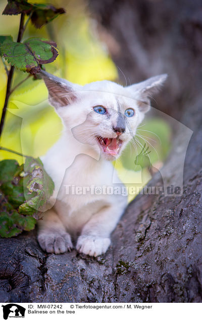 Balinese auf dem Baum / Balinese on the tree / MW-07242