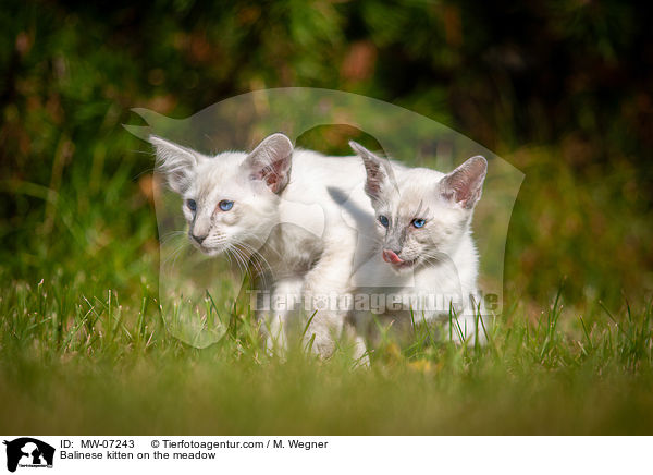 Balinese kitten on the meadow / MW-07243