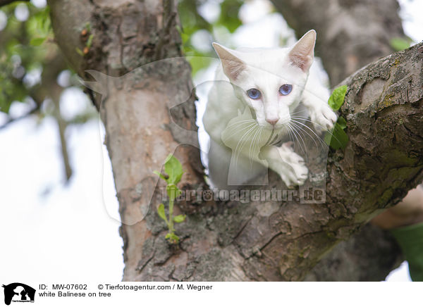 white Balinese on tree / MW-07602