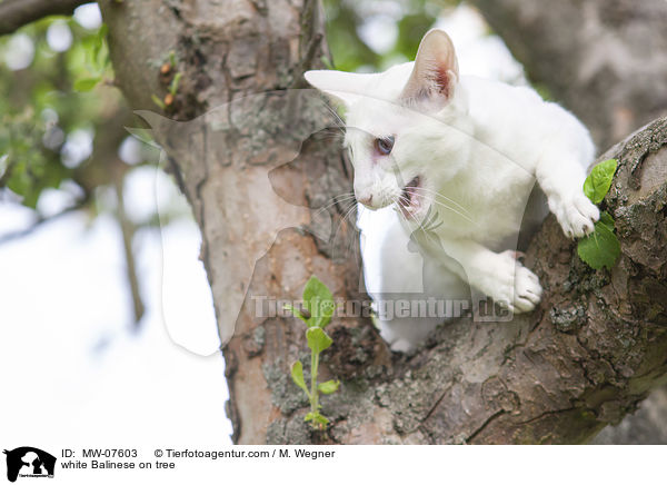white Balinese on tree / MW-07603