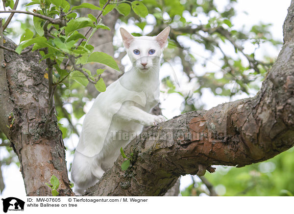 weie Balinese auf Baum / white Balinese on tree / MW-07605