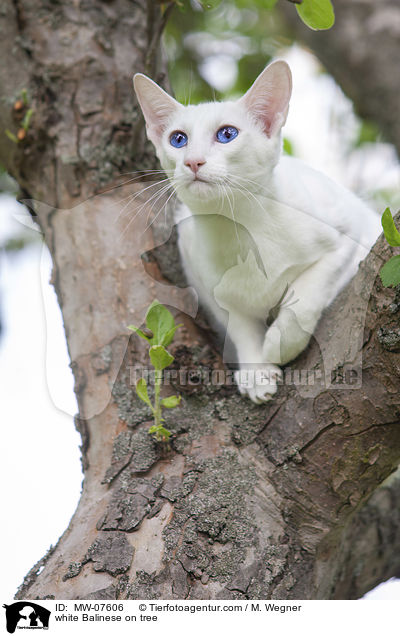 white Balinese on tree / MW-07606