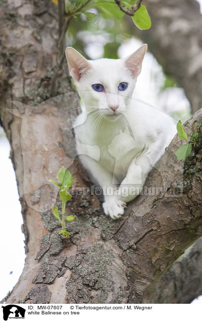 weie Balinese auf Baum / white Balinese on tree / MW-07607