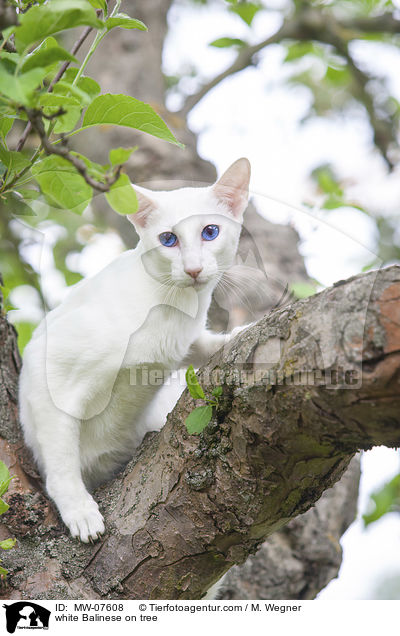 weie Balinese auf Baum / white Balinese on tree / MW-07608