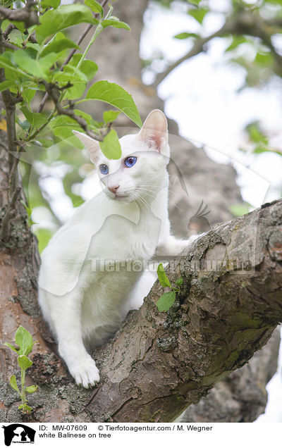 weie Balinese auf Baum / white Balinese on tree / MW-07609