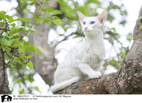 white Balinese on tree / MW-07611