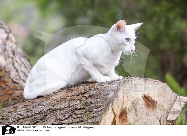 white Balinese on tree / MW-07615