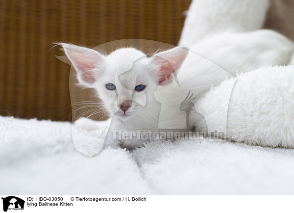 liegendes Balinese Ktzchen / lying Balinese Kitten / HBO-03050