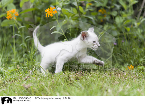 Balinese Kitten / HBO-03548