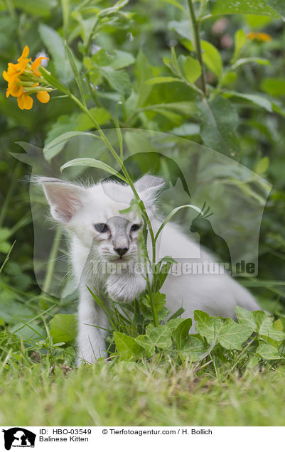 Balinese Kitten / HBO-03549