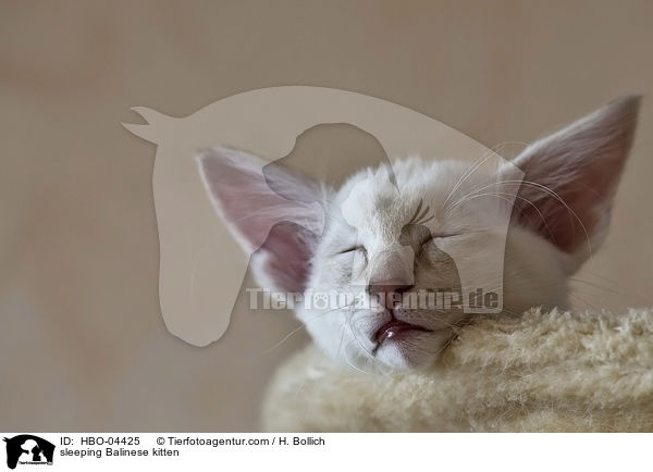 sleeping Balinese kitten / HBO-04425