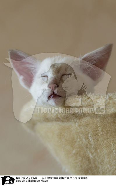 schlafendes Balinese Ktzchen / sleeping Balinese kitten / HBO-04426