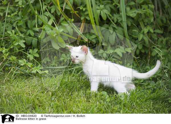 Balinese kitten in grass / HBO-04620