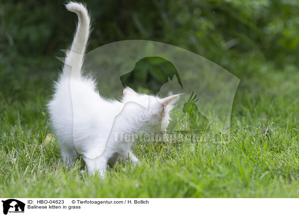 Balinese kitten in grass / HBO-04623