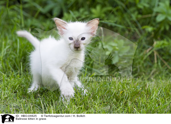 Balinese kitten in grass / HBO-04625