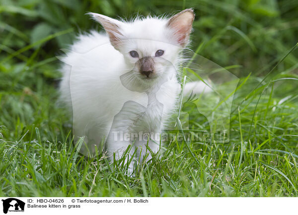 Balinese kitten in grass / HBO-04626