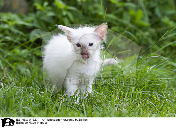 Balinese kitten in grass / HBO-04627