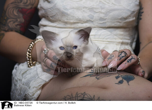 Balinese Kitten / HBO-05726