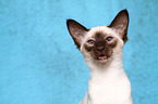 mewing Balinese Cat