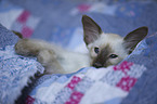 Balinese kitten