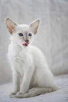 Balinese kitten