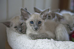 Balinese kitten