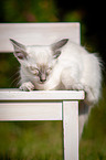sleeping Balinese Kitten