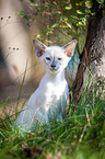 Balinese Kitten