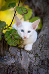 Balinese on the tree