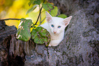 Balinese on the tree