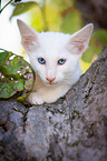 Balinese on the tree