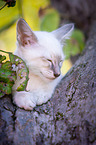 Balinese on the tree