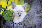 Balinese on the tree