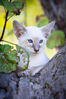 Balinese on the tree