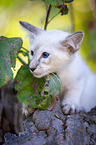 Balinese on the tree