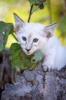 Balinese on the tree