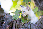 Balinese on the tree