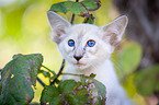 Balinese on the tree