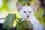 Balinese on the tree