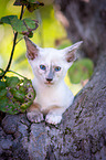 Balinese on the tree