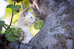 Balinese on the tree