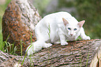 white Balinese on tree