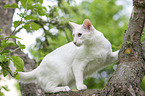 white Balinese on tree