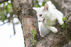 white Balinese on tree