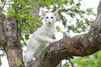 white Balinese on tree