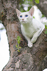 white Balinese on tree