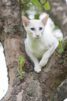 white Balinese on tree