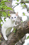 white Balinese on tree