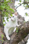 white Balinese on tree