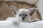 lying Balinese Kitten